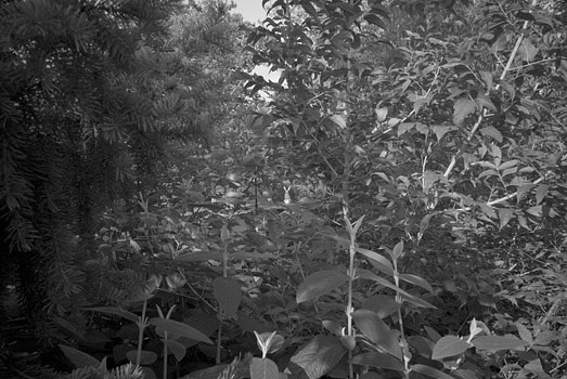 EW060908_172418
