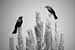EW060619_163835 (1)